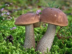 35 G Seeds Spores Of Birch Bolete Leccinum Scabrum Mushrooms Garden Kit Fungus 4820087770032 Ebay