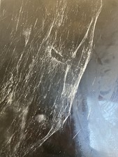 Large Vintage Photo Louis Renoult Insect Spider Web Photography 1970