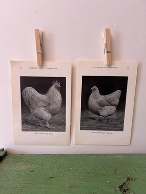 Vintage CHICKEN PRINTS Silver Grey Dorking Rooster & Hen. c1912. Farm House
