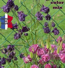 ANCOLIE VULGARIS MIX COLORE IDENTIQUE A LA PHOTO CULTURE BIO LOT DE 100 GRAINES