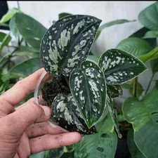 Scindapsus tricolour dark form Sp Kapuas z certyfikatem fitosanitarnym