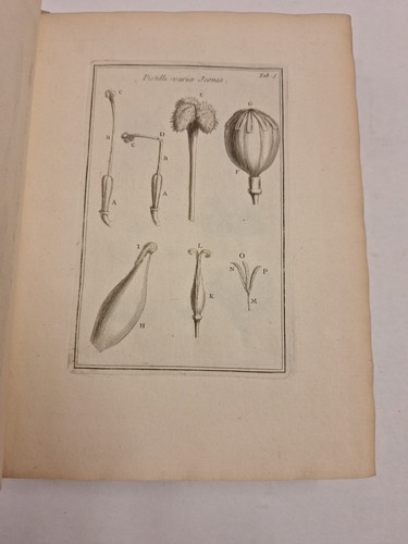JOSEPHI (JOSEPH) PITTON 1700, 3 BÄNDE TOURNEFORT INSTITUTIONES REI HERBARIAE - Bild 12 von 22