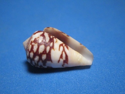 Conus mercator f. reticulatus (von Born, 1778) "VARIANTE;MERCATOR" (29,3mm) - Bild 5 von 5