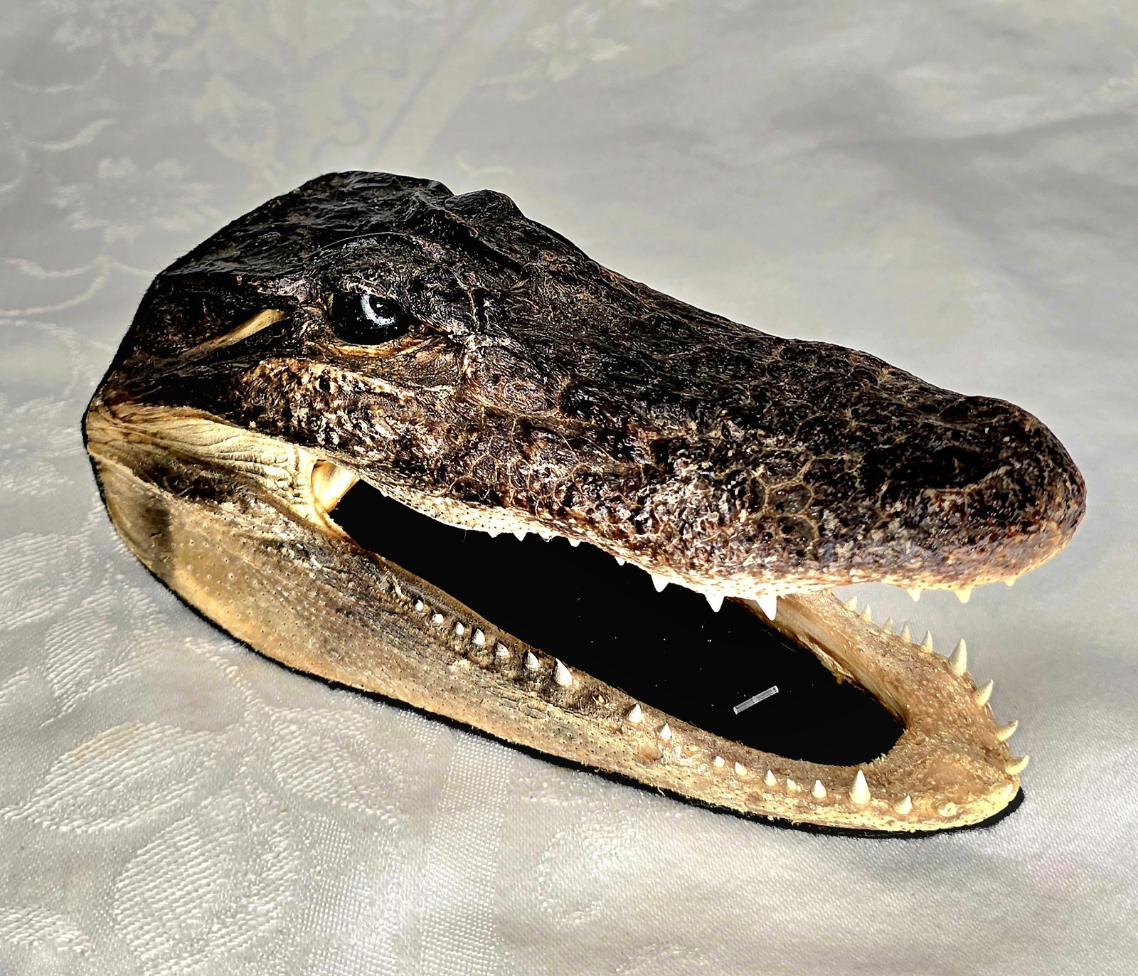 Authentic 7" American Alligator Head - Gator Daves Felt Lined Taxidermy Head