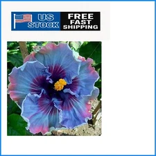 Heirloom Hibiscus Seeds - 30 Count for Colorful Outdoor Blooms and Pollinators