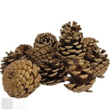 Gold Pine Fir Cones Christmas Wreaths Florist Crafts Decorations 5-7cm