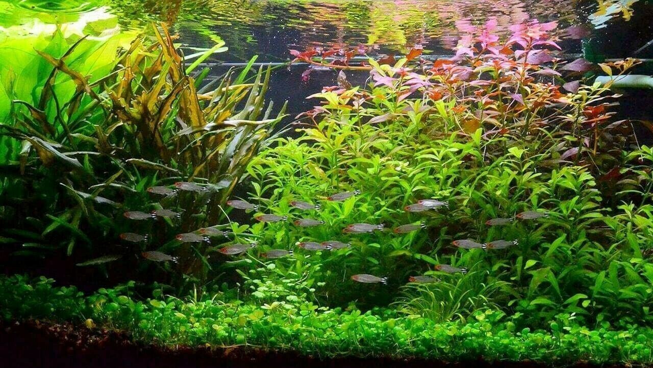 Plantes aquarium 60L pour stabiliser l'eau et créer des cachettes aux poissons