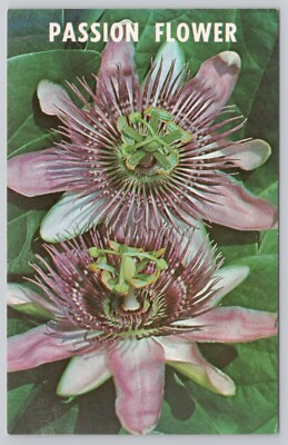 The Passion Flower Recreates the Living Story of the Passion Postcard