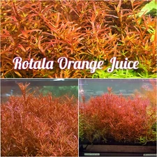 BUY 2 GET 1 FREE Rotala Orange Juice - Live Aquatic Freshwater Plant - Stem Pack