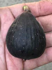 VDB Cutting, At Least 3 Nodes and Over 8 Inches Long