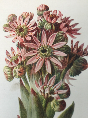 Houseleek Antique Print 1902 – F E Hulme Botanical Wildflower Garden Wall Art - Picture 5 of 12