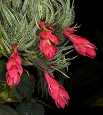 Tillandsia sprengeliana-multiple offset small specimen bromeliad, flowering size Tillandsia sprengeliana-multiple offset small specimen bromeliad, flowering size - Image 1