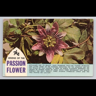Vintage Passion Flower Postcard USA Unposted Floral Garden Scenic Collectible