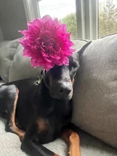 One Emory Paul Giant Dinnerplate Dahlia tuber bulb