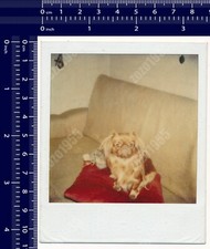 Instant Photography Pekingese Dog on Couch Color vintage original snapshot