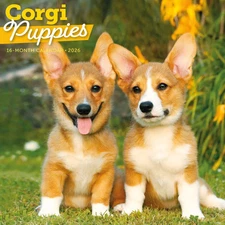 Carousel Calendars,  Corgi Puppies 2026 Wall Calendar, 12'' X 12'', 16-Month Cal