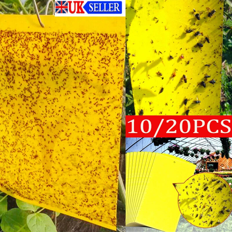 Fly on sale trap paper