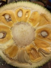 Fresh The Whole Jackfruit 10-12lbs