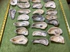 Lot of 36 Atlantic Oyster Shells 6.5 To 4.5 Inch Long Craft Art — photo 6