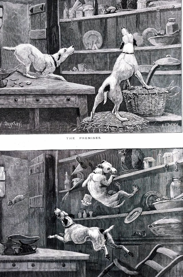 Berkley DOGS Chase Mouse MISCHIEF and CONSEQUENCES 1886 Antique Matted Print eBay