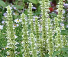 AGASTACHE GIANT HYSSOP WHITE Agastache Mexicana - 220 Bulk Seeds