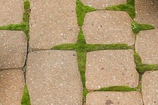 Irish Moss 300 Pelleted Seeds Sagina Subulata