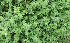 250 Graines BIO de THYM D'HIVER Thymus vulgaris plante aromatique & médicinale