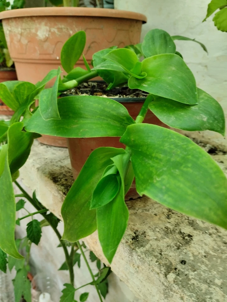 tradescantia verde gigante enraizada y en su maceta - Imagen 2 de 4
