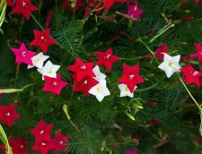 50 Flowering Cypress Vine Seeds Hummingbird Vine Plant