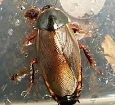 "Surinam Roaches" Pycnoscelus surinamen / 100 Roaches Free Shipping 