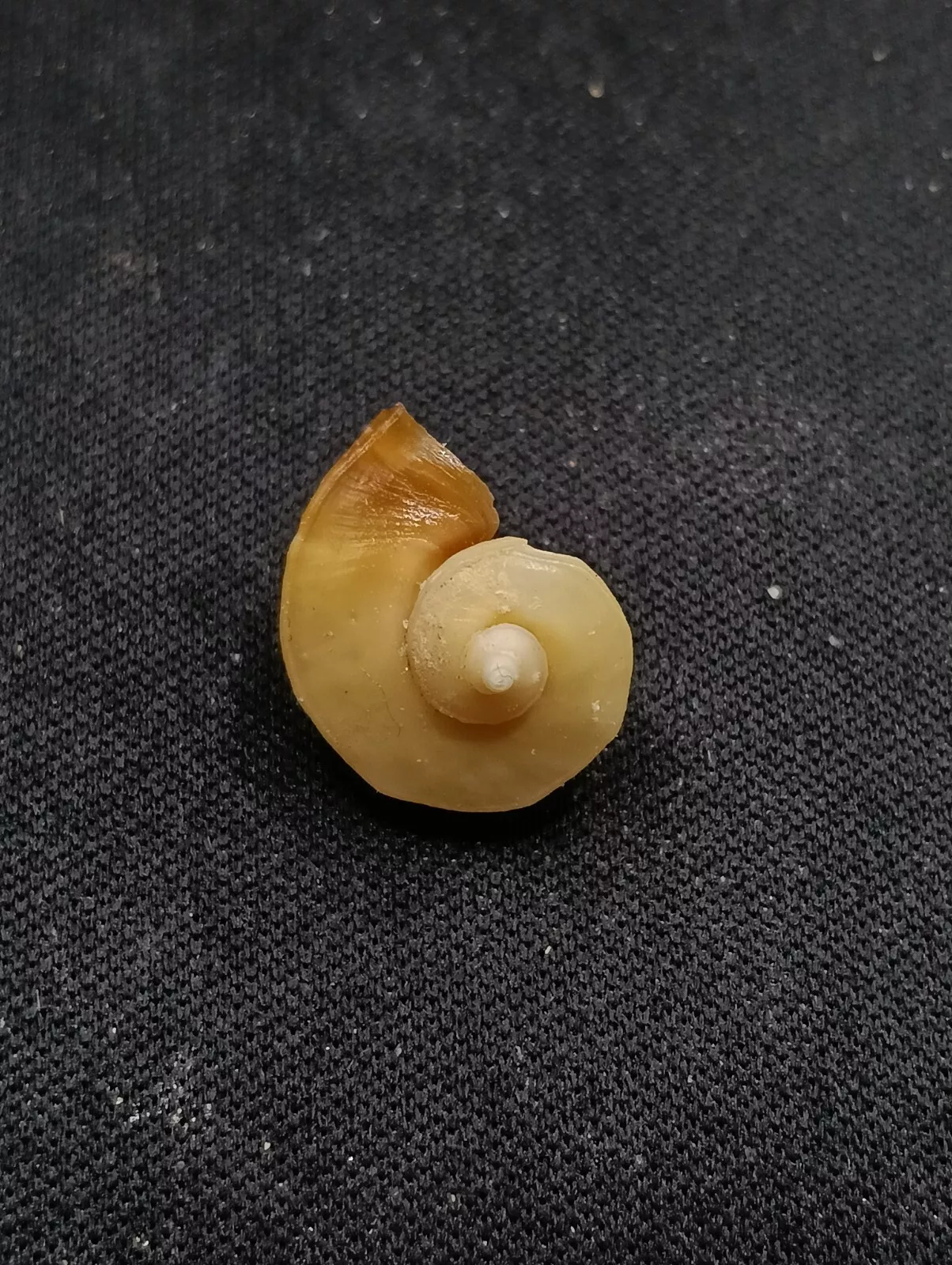 Picture 1 of 5