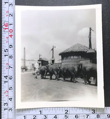 Elephants Walking in Line Grass Roof Building Working Animals Photo Snapshot
