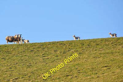 Foto 6x4 West Somerset: Grasfeld & Schafe East Anstey Blick auf die c2015