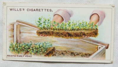 1923 Wills Gartenarbeit Hinweise Nr. 21 Aufzucht frühe Erbsen