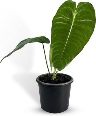 Anthurium Veitchii Type |Rare Anthurium live plant, Green Live House Plants  | eBay