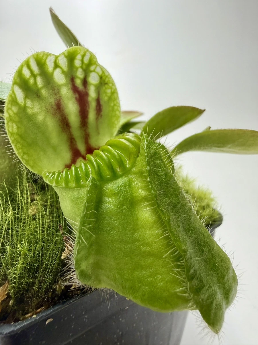 Pitcher Plant Cephalotus Carnivorous Plants for sale | eBay