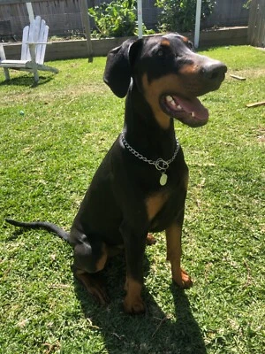 doberman gumtree