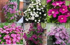20 MIXED COLOR SEEDS  CLEMATIS rare flower exotic vine bush plant USA Seller