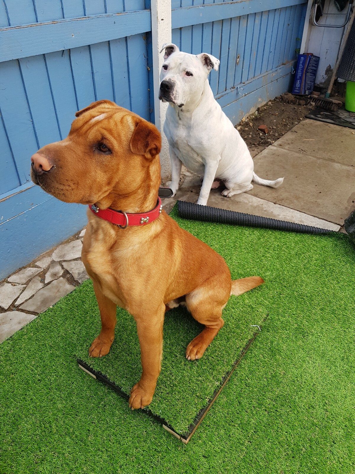 Homemade Dog Boundary Boards Puppy Training Obedience Dogs Placemats