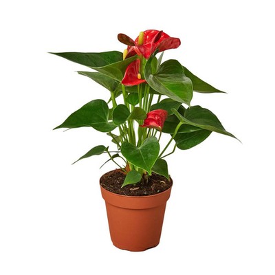 Anthurium 'Red'-6'' Pot / Nursery Pot