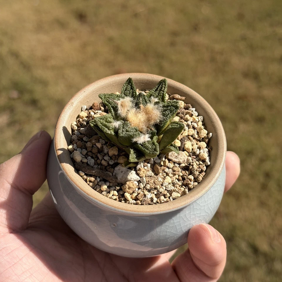 Ariocarpus Hintonii seed grown rare cactus - Image 2 of 4