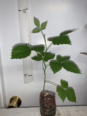Boysenberry plant, 6-12" tall, 1 year old well rooted plant.