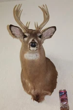 Whitetail Deer Head Shoulder Mount Taxidermy Cape Shed Antler Mule