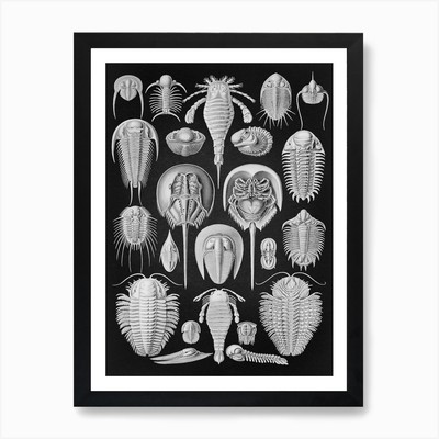 Vintage Haeckel 9 Tafel 47 Schildti Framed Wall Art Poster Canvas Print Picture