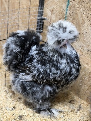 12+ silkie hatching eggs. Hens choice. Buff. Blue splash. Mottled. 