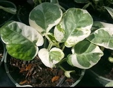 Epipremnum Aureum Variegated~N-Joy Pothos Rooted Starter Plant in 2" Pot 