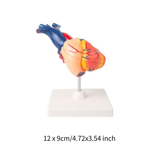 Lehrmittel für das menschliche Herzmodell, anatomisches Herzmodell für den - Bild 7 von 7