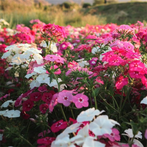 100pcs/pack Mixed Color Annual Phlox Seeds Balcony Garden Flower Pot Plant - Picture 4 of 6