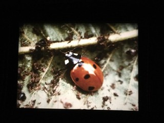 16mm Film "DER WALD LEBT" Lebensraum Wald. Beeindruckende Naturaufnahmen