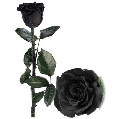 St. Leonhard Infinity-Rose ''schwarz'' mit Stiel, 3 - 5 Jahre haltbar, 28 x 5 cm
